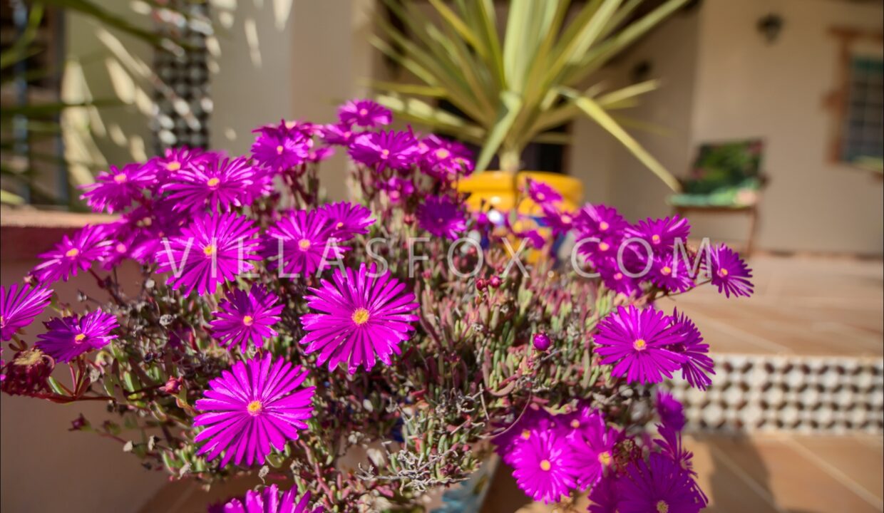 1120_1_orihuela_finca_bigastro_jacarilla_for_sale_villas_fox-44