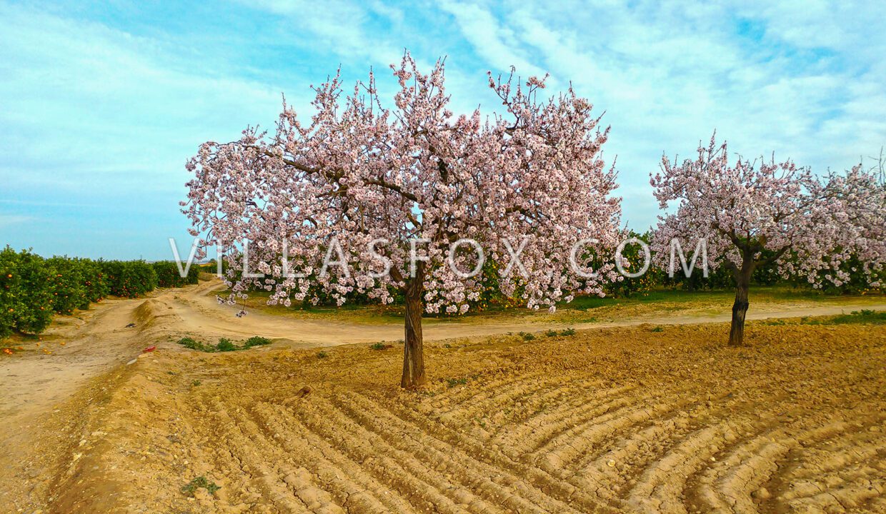 1135_almendro_large_1800