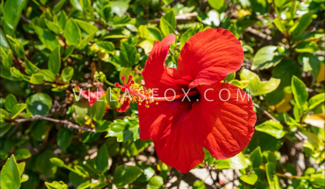 1147_el_prado_i_san_miguel_de_salinas_casa_en_venta-54