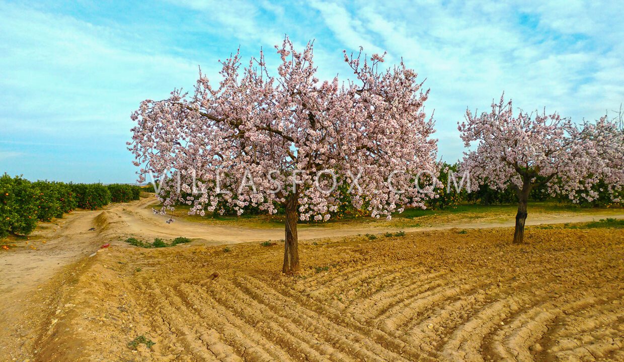 1153_almendro_large_1800