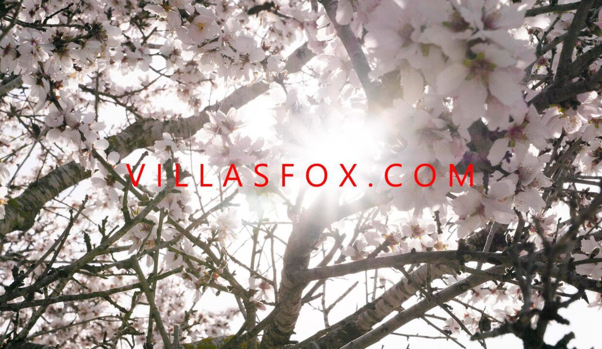 almond_tree_closeup_near_torremendo612a7500a72ca