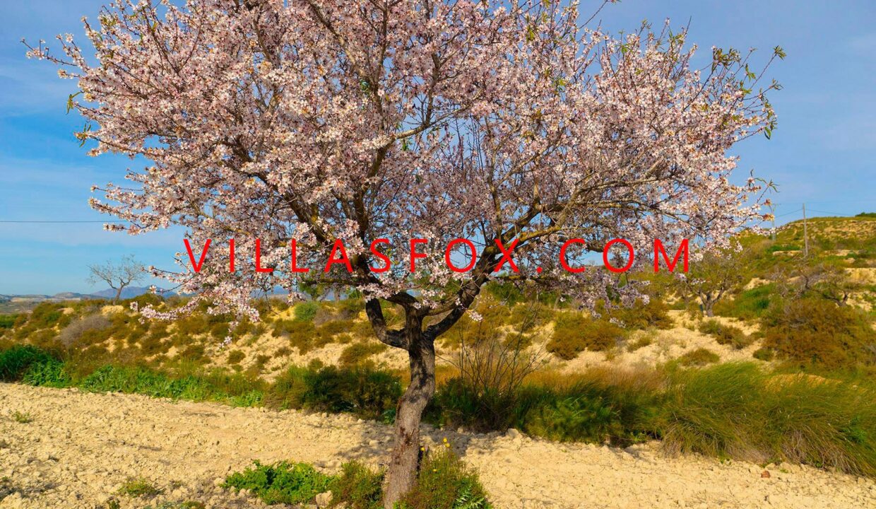 almond_tree_near_torremendo612a7527b9bca